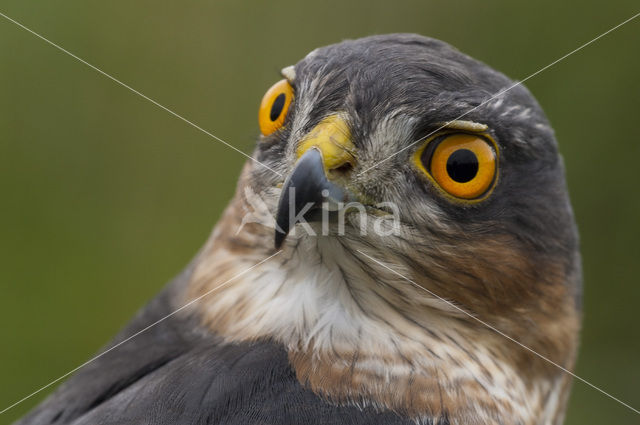 Sperwer (Accipiter nisus)