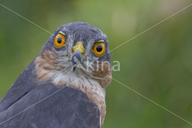 Sperwer (Accipiter nisus)