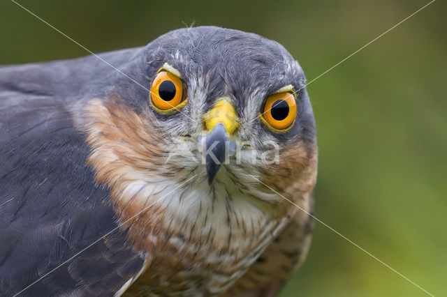 Sperwer (Accipiter nisus)