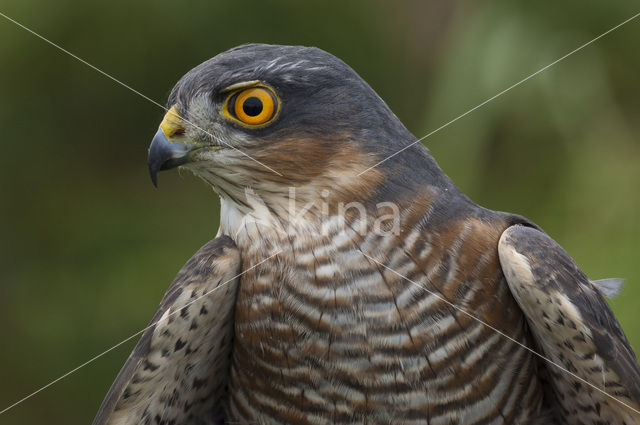 Sperwer (Accipiter nisus)