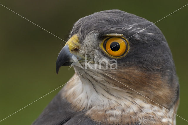 Sperwer (Accipiter nisus)