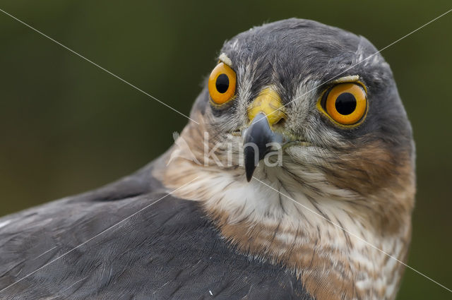 Sperwer (Accipiter nisus)