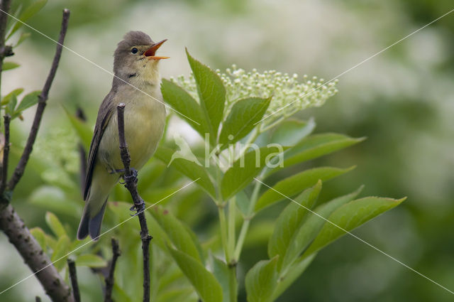 Spotvogel (Hippolais icterina)