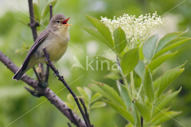 Spotvogel (Hippolais icterina)