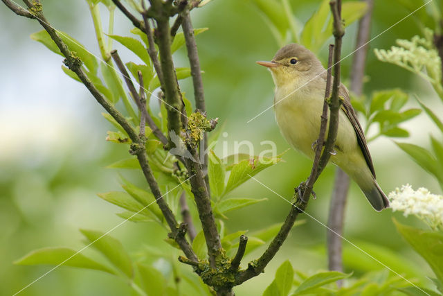 Spotvogel (Hippolais icterina)