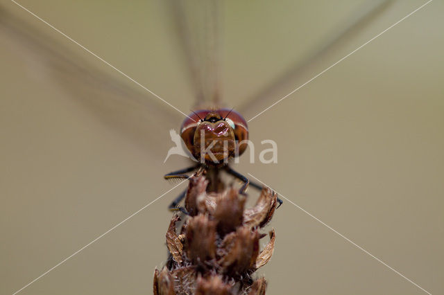 Steenrode heidelibel (Sympetrum vulgatum)