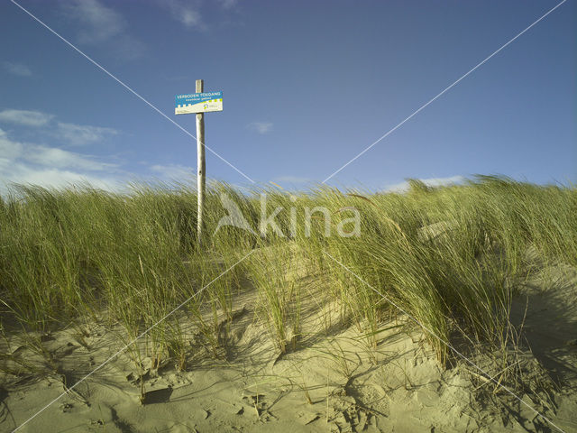 Texel