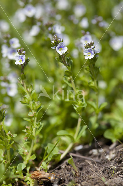 Thijmereprijs (Veronica serpyllifolia)