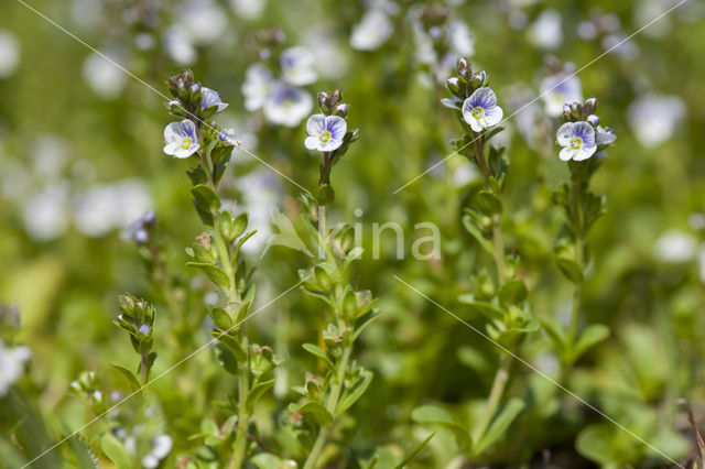 Thijmereprijs (Veronica serpyllifolia)