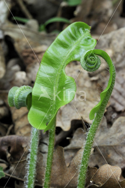 Tongvaren (Asplenium scolopendrium)