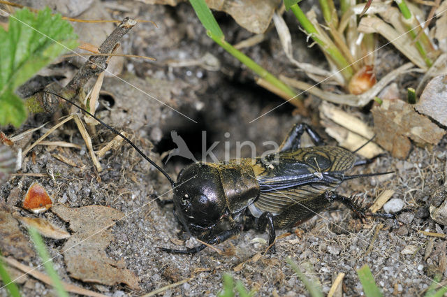 Veldkrekel (Gryllus campestris)