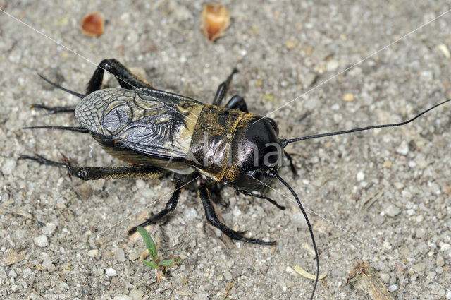 Field-cricket (Gryllus campestris)