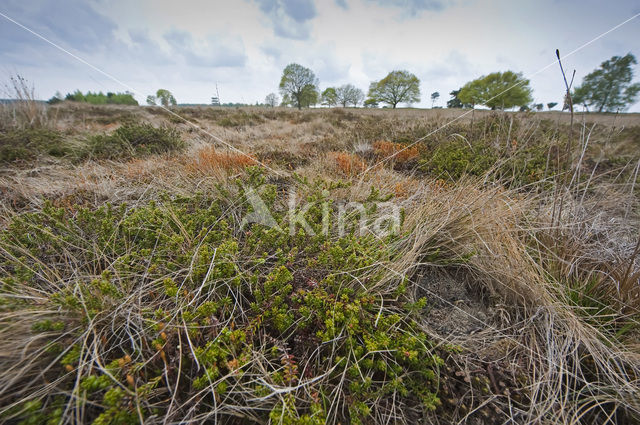 Veldleeuwerik (Alauda arvensis)