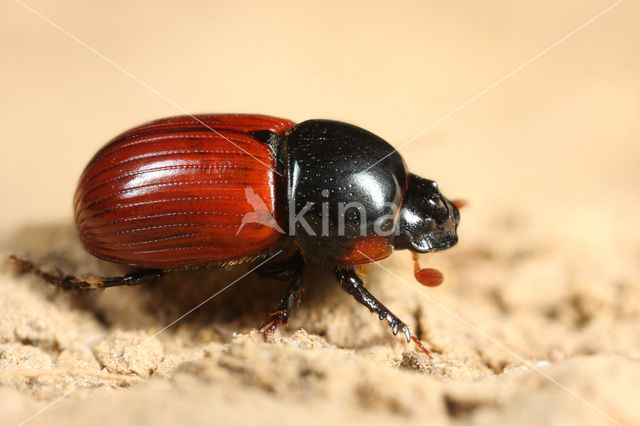 Aphodius fimetarius