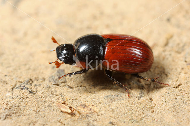 Veldmestkever (Aphodius fimetarius)