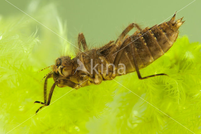 Viervlek (Libellula quadrimaculata)