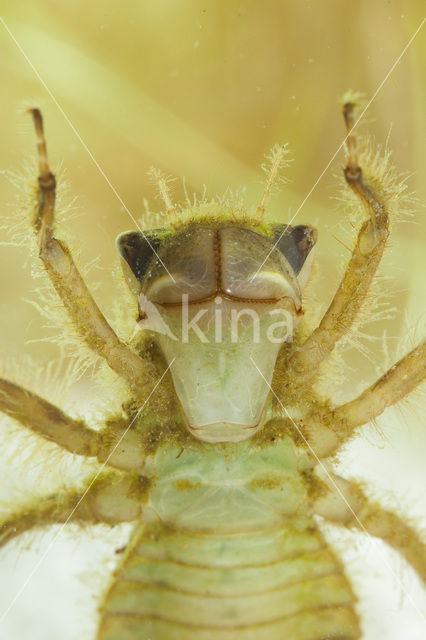 Viervlek (Libellula quadrimaculata)