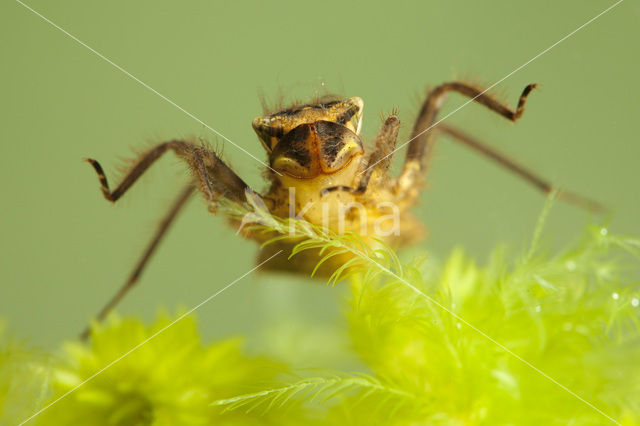 Viervlek (Libellula quadrimaculata)