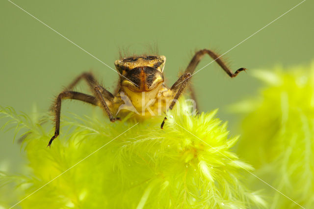 Viervlek (Libellula quadrimaculata)