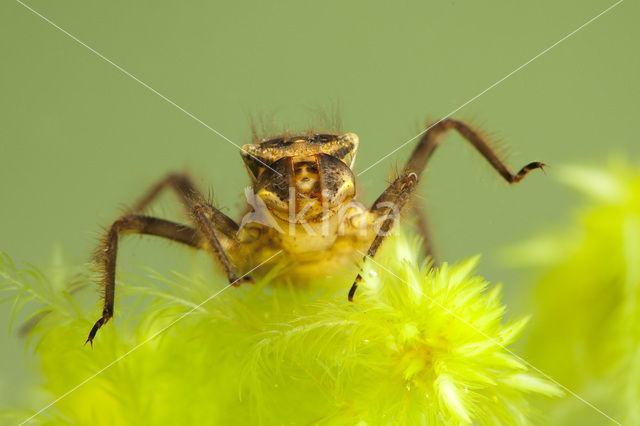 Viervlek (Libellula quadrimaculata)