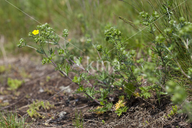 Viltganzerik (Potentilla argentea)