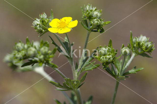 Hoary Cinquefoil (Potentilla argentea)