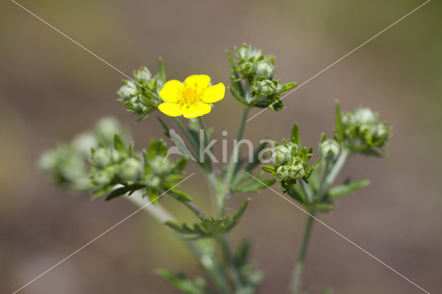 Viltganzerik (Potentilla argentea)