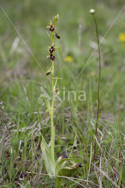 Vliegenorchis (Ophrys insectifera)