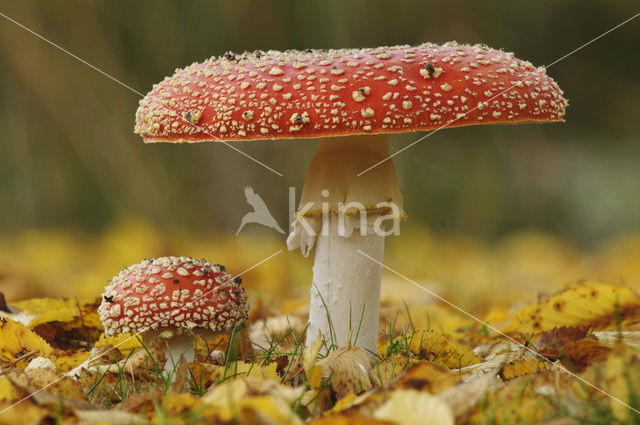 Vliegenzwam (Amanita muscaria)