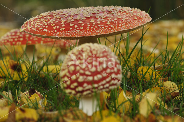 Vliegenzwam (Amanita muscaria)