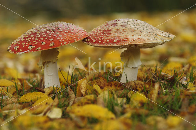 Vliegenzwam (Amanita muscaria)