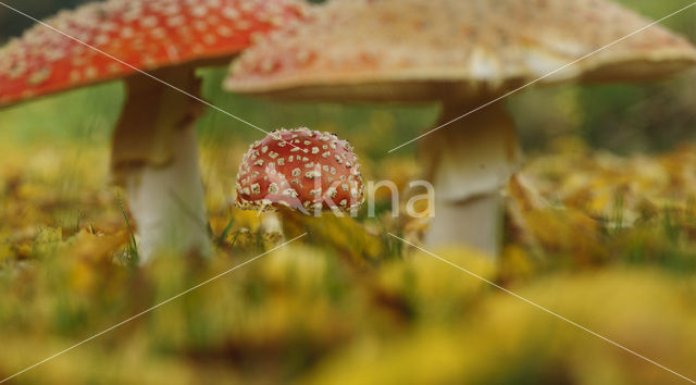 Vliegenzwam (Amanita muscaria)