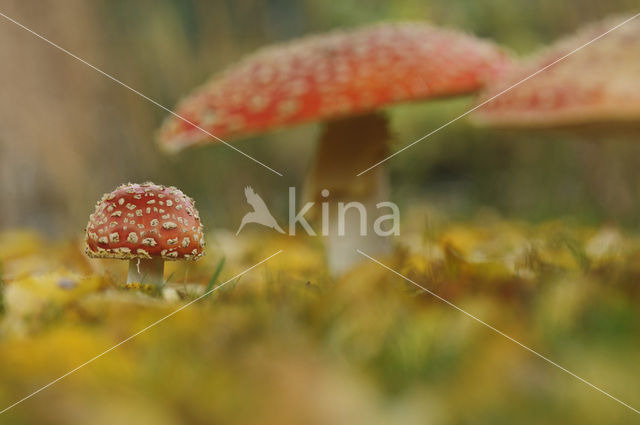 Vliegenzwam (Amanita muscaria)