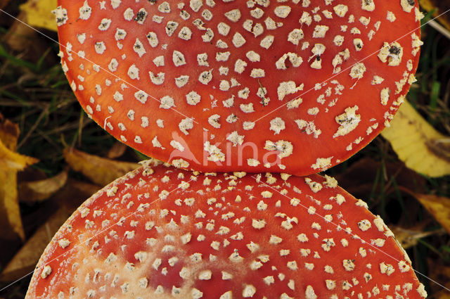 Vliegenzwam (Amanita muscaria)