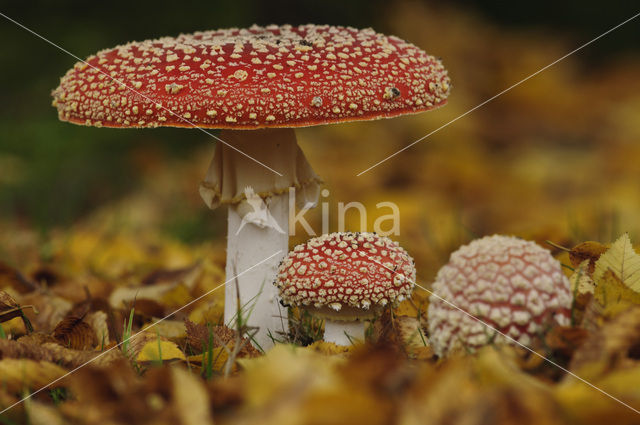 Vliegenzwam (Amanita muscaria)