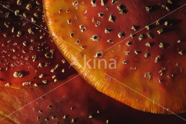 Vliegenzwam (Amanita muscaria)