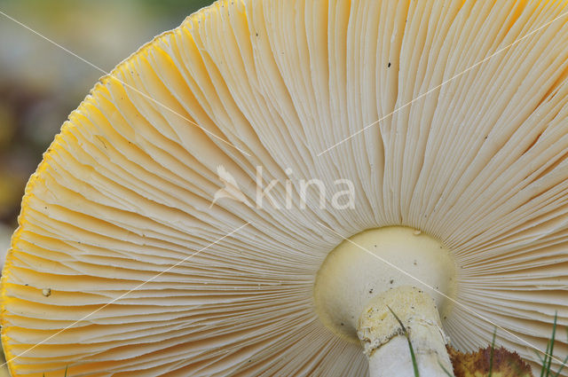 Vliegenzwam (Amanita muscaria)