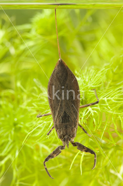 Waterschorpioen (Nepa cinerea)