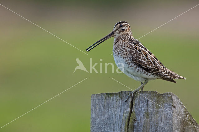 Watersnip (Gallinago gallinago)