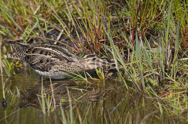 Watersnip (Gallinago gallinago)