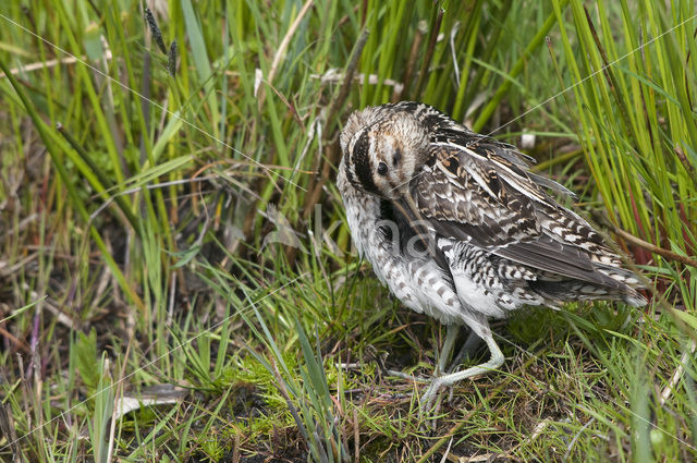 Watersnip (Gallinago gallinago)