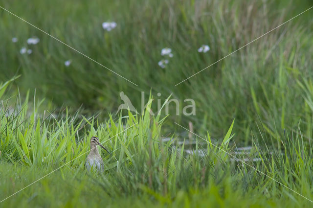 Common Snipe (Gallinago gallinago)