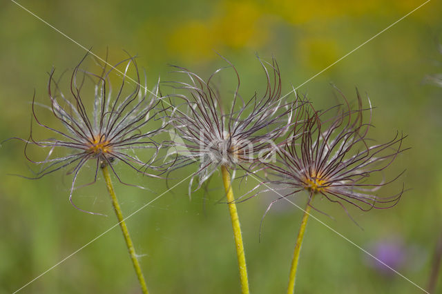 Wildemanskruid (Pulsatilla vulgaris)