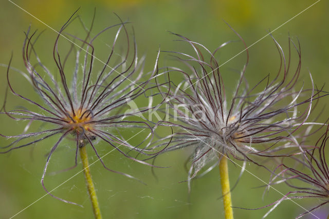 Wildemanskruid (Pulsatilla vulgaris)