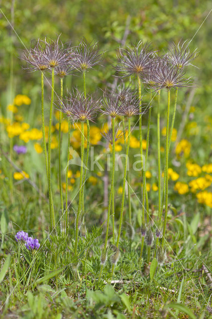 Pasqueflower (Pulsatilla vulgaris)