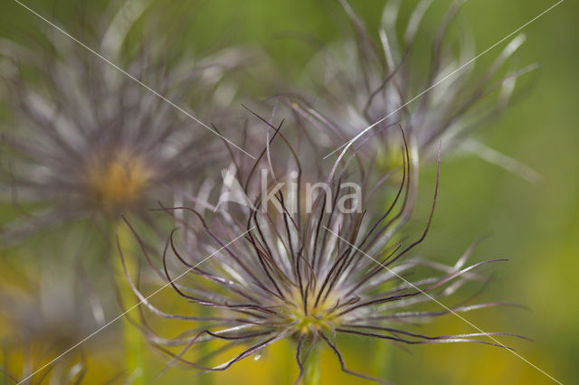 Pasqueflower (Pulsatilla vulgaris)