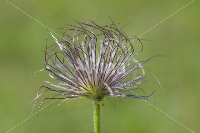 Wildemanskruid (Pulsatilla vulgaris)