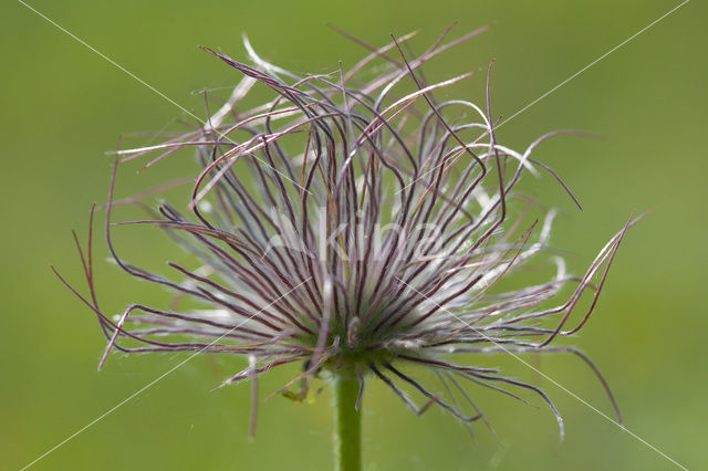 Wildemanskruid (Pulsatilla vulgaris)