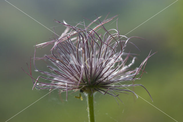 Wildemanskruid (Pulsatilla vulgaris)