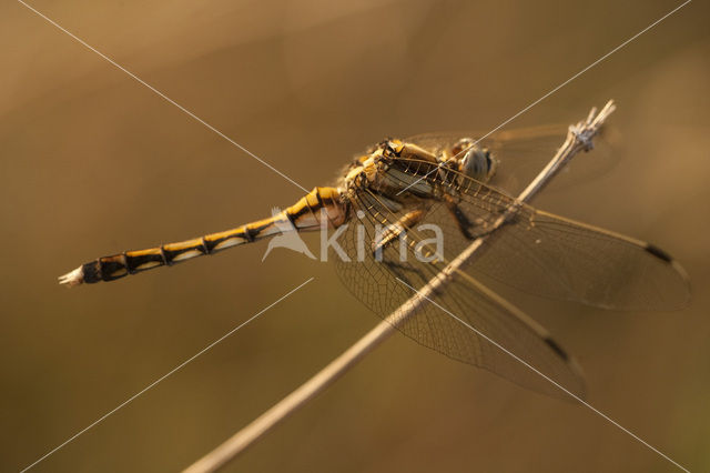 Witpuntoeverlibel (Orthetrum albistylum)